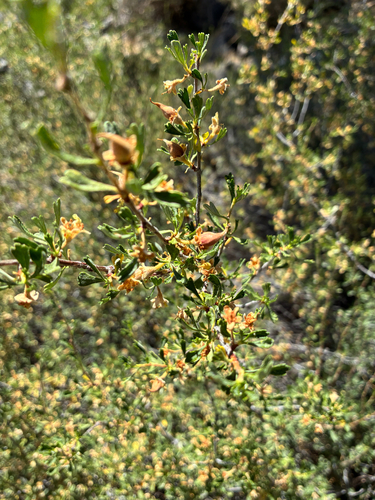 iNaturalist observation photo of Antelope Bitterbrush