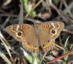 Junonia zonalis