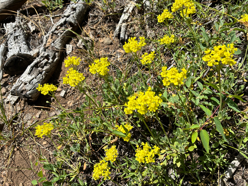 iNaturalist observation photo of sulfur buckwheat