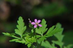 Geranium purpureum