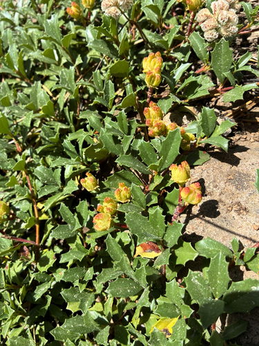 iNaturalist observation photo of Mahala mat