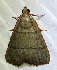 Hypsopygia nostralis