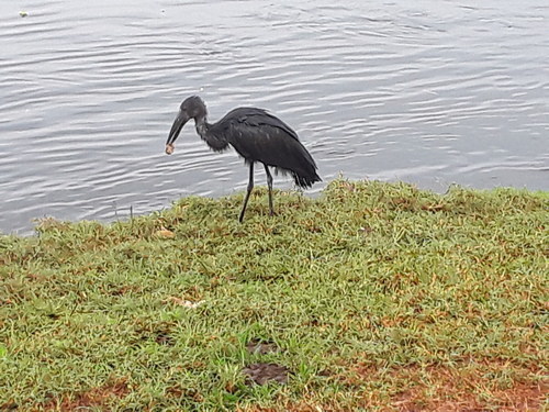 iNaturalist image