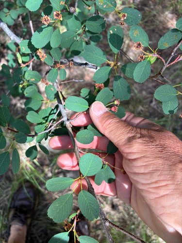 iNaturalist observation photo of Saskatoon