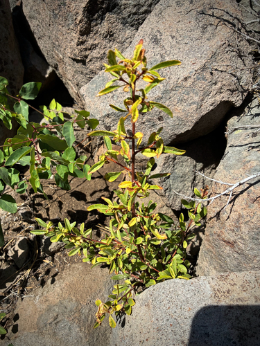 iNaturalist observation photo of Sierra coffeeberry