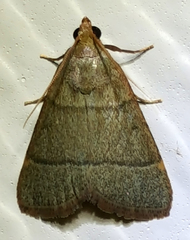 Hypsopygia nostralis