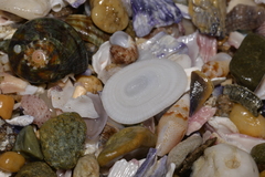 Tugali parmophoidea