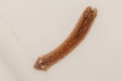 Girardia tigrina