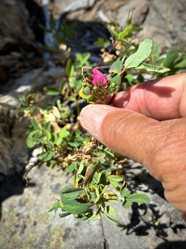 iNaturalist observation photo of Woods' rose