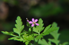 Geranium purpureum