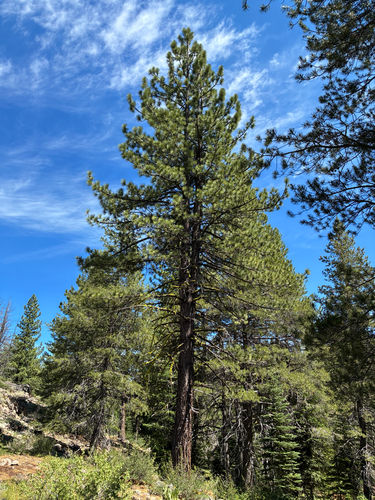 iNaturalist observation photo of Jeffrey pine