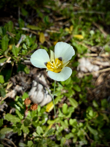 iNaturalist observation photo of Leichtlin's Mariposa Lily
