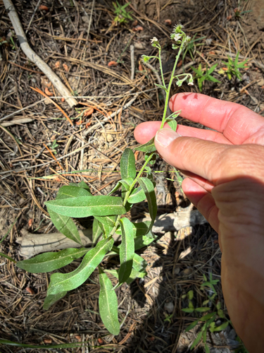 iNaturalist observation photo of California stickseed
