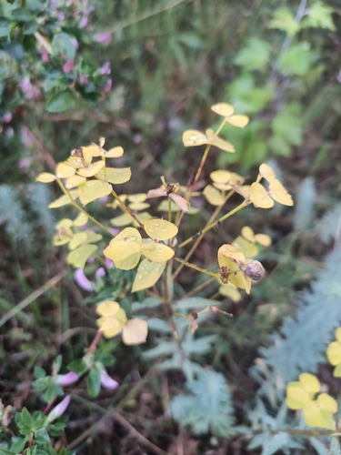 slender leafy spurge