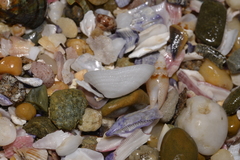 Tugali parmophoidea