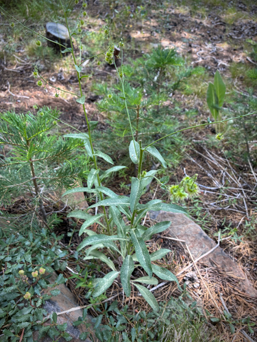 iNaturalist observation photo of Stickseeds