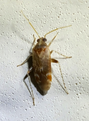 Hamatophylus guttulosus