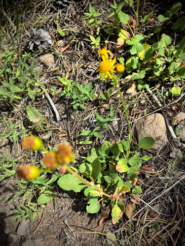 iNaturalist observation photo of Rocky Mountain groundsel
