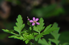 Geranium purpureum
