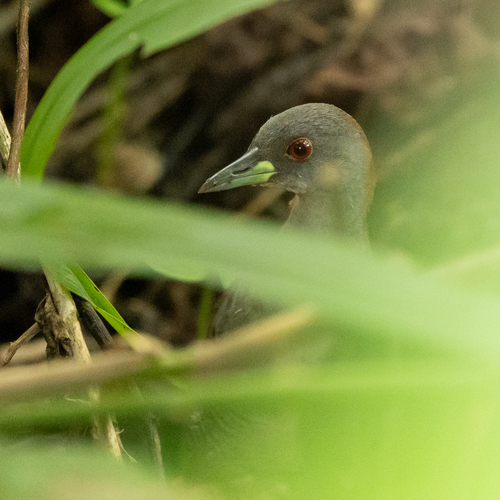 Grey-breasted Crake (Laterallus exilis), photo 6