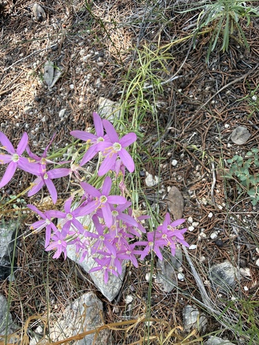 Zeltnera beyrichii, photograph 1