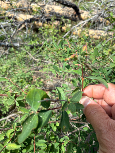 iNaturalist observation photo of Roundleaf Snowberry