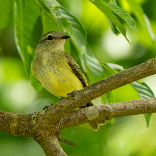 Forest Elaenia (Myiopagis gaimardii), photo 9