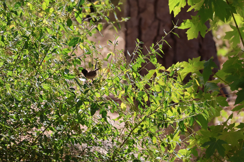 iNaturalist observation photo of Dark-eyed Junco