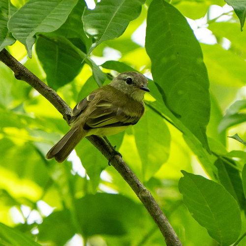Forest Elaenia (Myiopagis gaimardii), photo 5