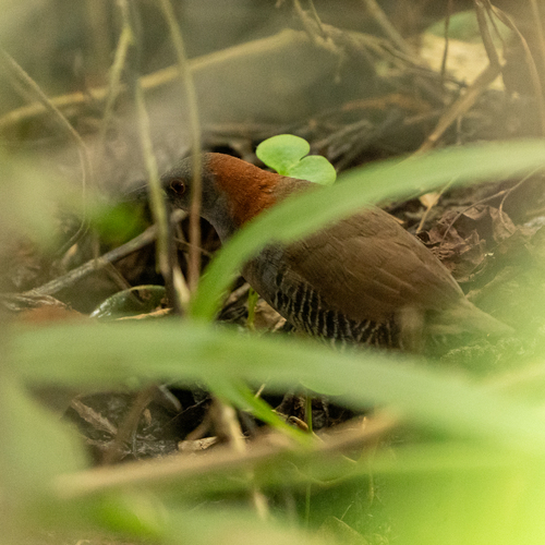 Grey-breasted Crake (Laterallus exilis), photo 10