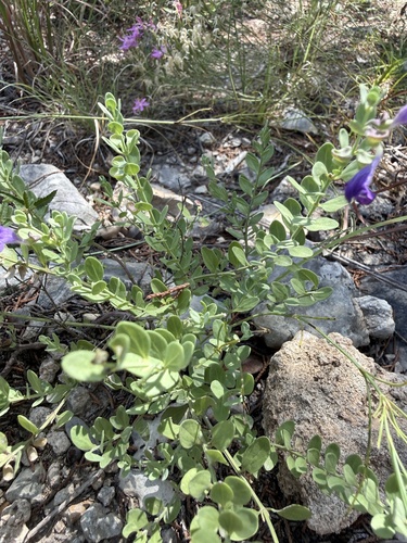 Scutellaria wrightii, photograph 2