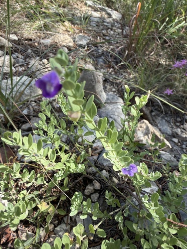 Scutellaria wrightii, photograph 3