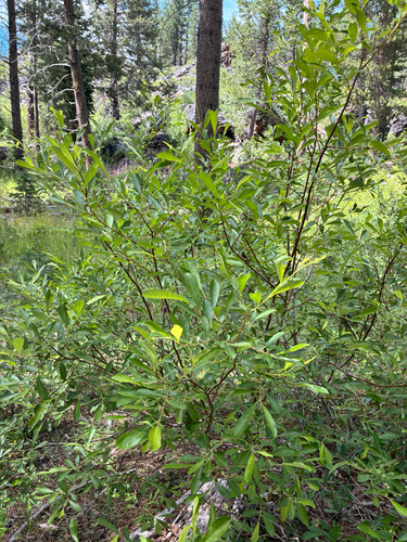 iNaturalist observation photo of Scouler's willow