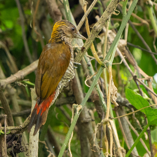 Red-rumped Woodpecker (Veniliornis kirkii), photo 3