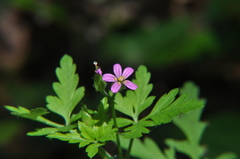 Geranium purpureum