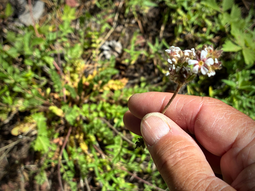 iNaturalist observation photo of pinewoods horkelia