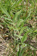 Polygonatum × hybridum