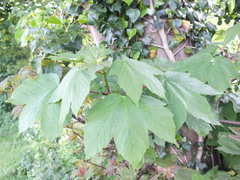 Acer pseudoplatanus