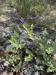 Scutellaria wrightii, photograph (c) Brooke Smith, some rights reserved (CC BY)