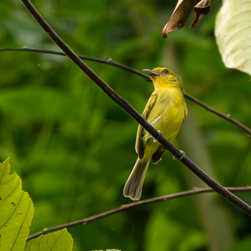 Ochre-lored Flatbill (Tolmomyias flaviventris), photo 6