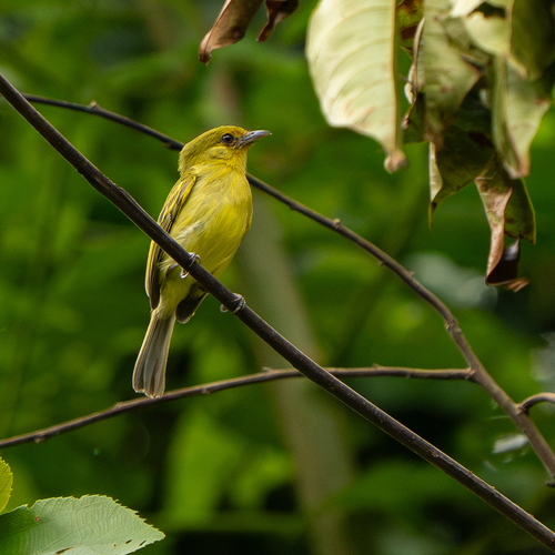 Ochre-lored Flatbill (Tolmomyias flaviventris), photo 9