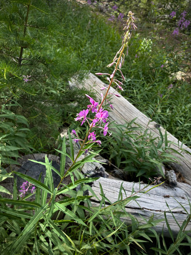 iNaturalist observation photo of fireweed