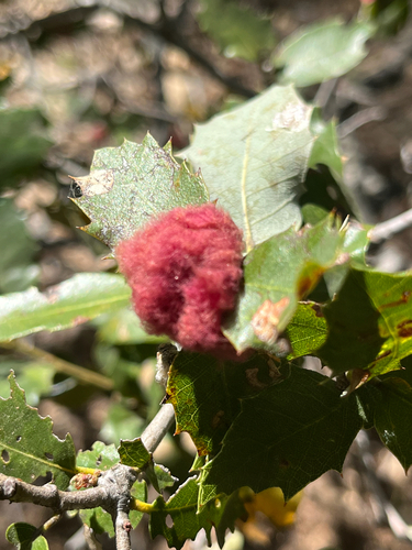 iNaturalist observation photo of Heteroecus