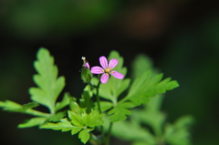 Geranium purpureum