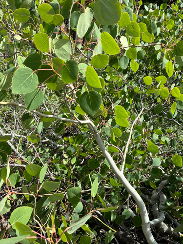iNaturalist observation photo of quaking aspen