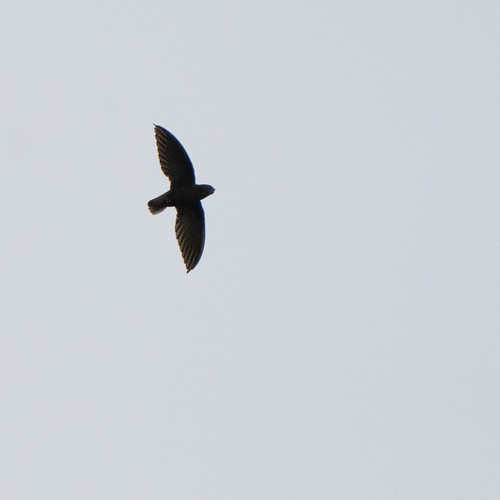 Short-tailed Swift (Chaetura brachyura), photo 10