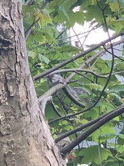 Sciurus carolinensis