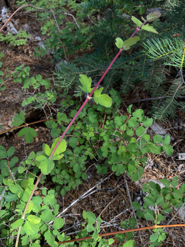 iNaturalist observation photo of creeping snowberry