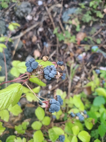 European dewberry