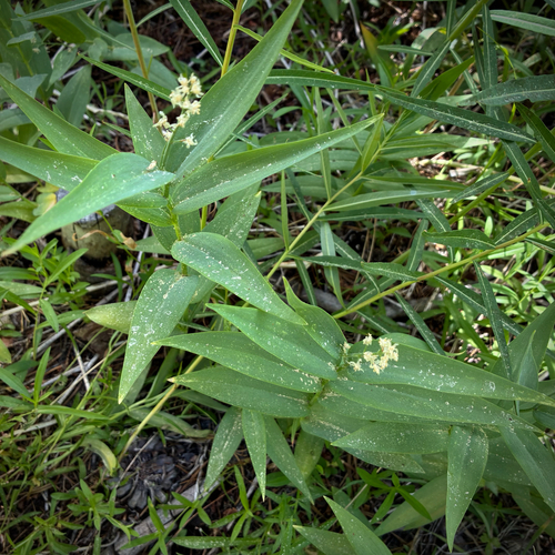 iNaturalist observation photo of star-flowered lily-of-the-valley